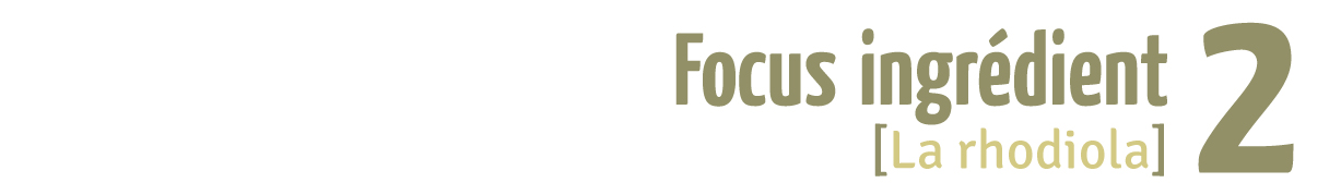 2 - Focus Ingrédient - La rhodiola